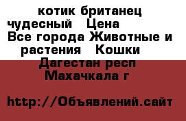 котик британец чудесный › Цена ­ 12 000 - Все города Животные и растения » Кошки   . Дагестан респ.,Махачкала г.